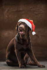 Image showing The black labrador retriever sitting with gifts on Christmas Santa hat