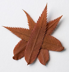 Image showing Dot symbol: alphabet and numbers with autumn brown red dry leaf on white background