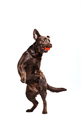 Image showing The black Labrador dog playing with ball isolated on white