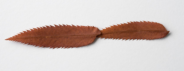 Image showing Minus symbol: alphabet and numbers with autumn brown red dry leaf on white background