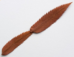 Image showing Minus symbol: alphabet and numbers with autumn brown red dry leaf on white background
