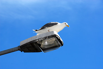 Image showing gull