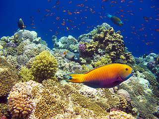 Image showing Tropical coral reef