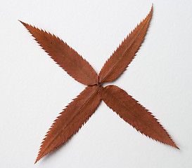 Image showing Plus symbol: alphabet and numbers with autumn brown red dry leaf on white background