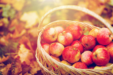 Image showing wicker basket of ripe red apples at autumn garden