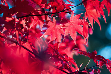 Image showing Red autumn leaves 