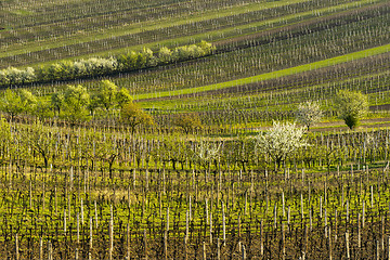 Image showing Vineyards in spring