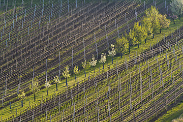 Image showing Vineyards in spring