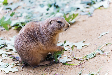 Image showing Black-tailed prairie dog