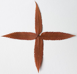 Image showing Plus symbol: alphabet and numbers with autumn brown red dry leaf on white background