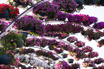 Image showing Dubai miracle garden