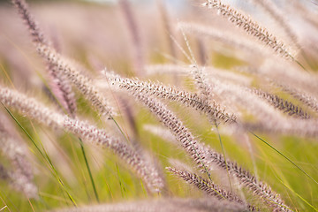 Image showing Alpine meadow