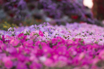 Image showing Dubai miracle garden