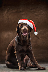 Image showing The black labrador retriever sitting with gifts on Christmas Santa hat