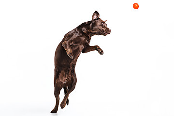Image showing The black Labrador dog playing with ball isolated on white