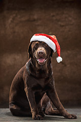 Image showing The black labrador retriever sitting with gifts on Christmas Santa hat