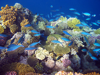 Image showing Blue tropical fishes
