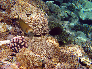 Image showing yellow fish and coral reef