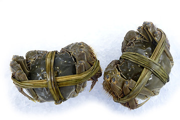 Image showing Raw shanghai hairy crab