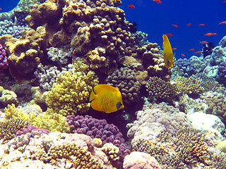 Image showing Coral reef in Red sea