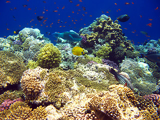 Image showing Tropical coral reef in Red sea