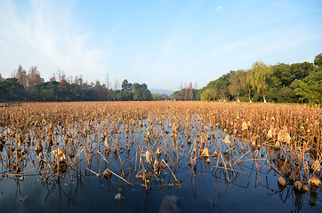 Image showing Dead lotus plants during winter on West Lake, Hangzhou.