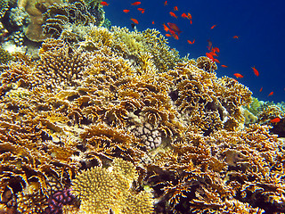 Image showing Net fire coral