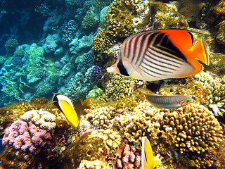 Image showing Threadfin butterflyfish