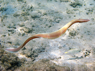 Image showing Grey morey eel