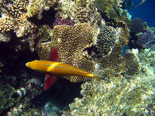 Image showing Sheephead parrotfish and coral reef