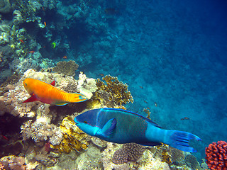 Image showing Parrot fishes