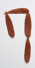 Image showing Question mark symbol: alphabet and numbers with autumn brown red dry leaf on white background