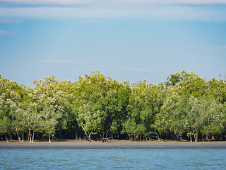 Image showing Mangrove forest in the Tanintharyi Region, Myanmar