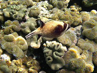 Image showing Masked puffer fish