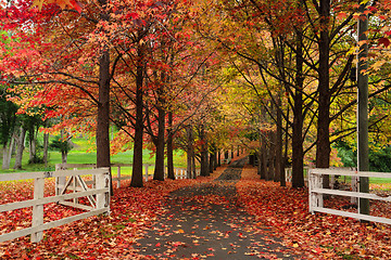 Image showing Maple lined drive way in Autumn