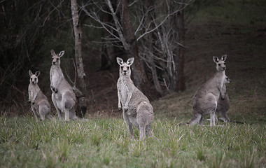 Image showing Mob of kangaroos in bushland