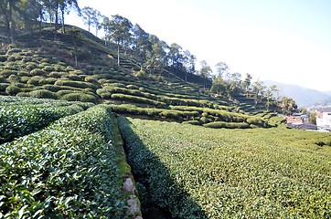 Image showing Beautiful fresh green chinese Longjing tea plantation