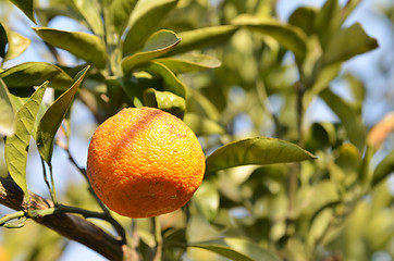 Image showing Orange mandarin on the tree