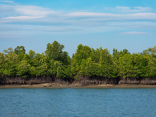 Image showing Mangrove forest in the Tanintharyi Region, Myanmar