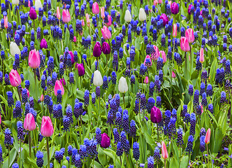 Image showing Field of Flowers in Spring