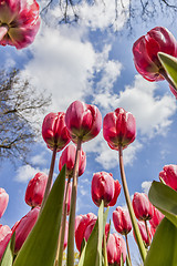 Image showing Inside the Tulips Field