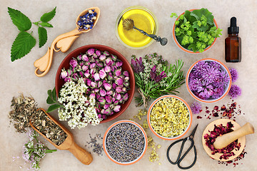 Image showing Herbal Medicine Preparation