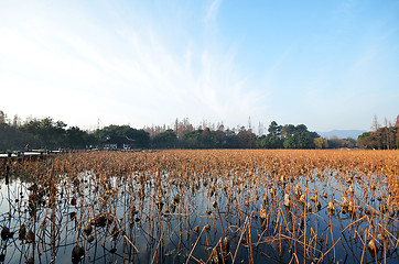 Image showing Dead lotus plants during winter on West Lake, Hangzhou.