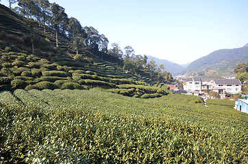 Image showing Beautiful fresh green chinese Longjing tea plantation