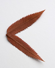 Image showing Minor symbol: alphabet and numbers with autumn brown red dry leaf on white background