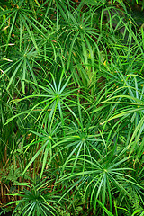 Image showing green natural leaf background