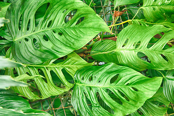 Image showing green natural leaf background