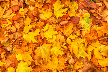 Image showing autumn leaf background