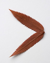 Image showing Minor symbol: alphabet and numbers with autumn brown red dry leaf on white background