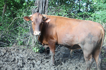 Image showing Cow grazing.